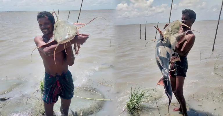 জেলে বিশ্বনাথ রাজবংশীর জালে বাঘাইর মাছ